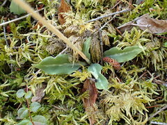 Goodyera oblongifolia