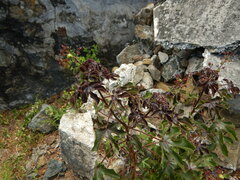 Jatropha gossypiifolia