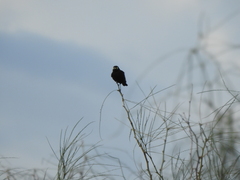 Hymenops perspicillatus