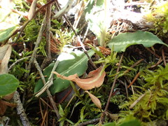 Goodyera oblongifolia