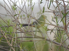 Phytotoma rutila