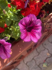Calibrachoa
