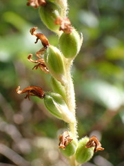 Goodyera oblongifolia