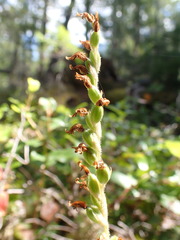Goodyera oblongifolia