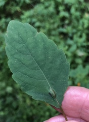 Neolasioptera impatientifolia