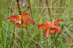 Sarracenia alata