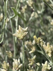 Gnaphalieae
