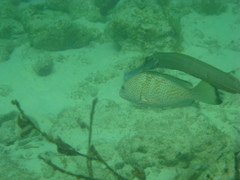 Aulostomus maculatus