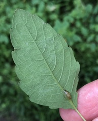 Neolasioptera impatientifolia
