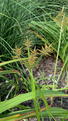Cyperus esculentus