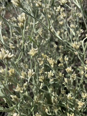Gnaphalieae