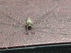 Dicranopalpus ramosus