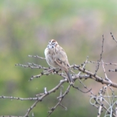 Chondestes grammacus