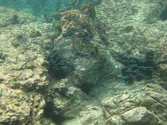 Atherinomorus stipes