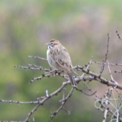 Chondestes grammacus