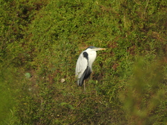 Ardea cocoi