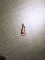 Microcrambus elegans