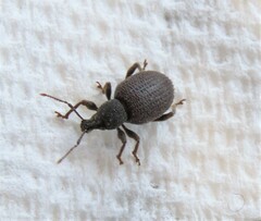 Otiorhynchus rugosostriatus