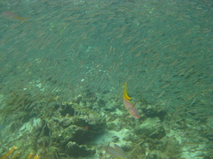 Ocyurus chrysurus