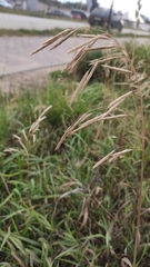 Bromus inermis