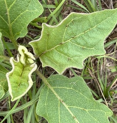 Solanum dimidiatum