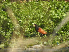 Jacana jacana