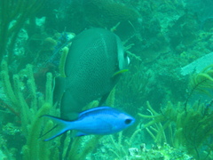 Pomacanthus arcuatus