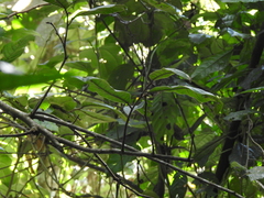 Annona