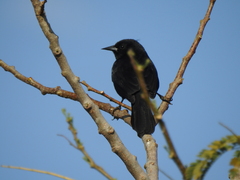 Agelasticus cyanopus