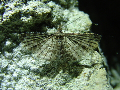 Alucita hexadactyla