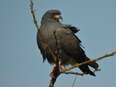 Rostrhamus sociabilis