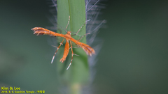 Stenodacma pyrrhodes