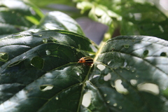 Disonycha glabrata