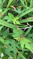 Ampelopsis glandulosa