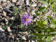 Symphyotrichum sericeum