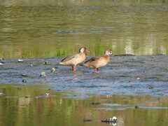 Amazonetta brasiliensis