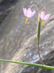 Olsynium scirpoideum