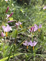 Olsynium scirpoideum