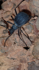 Leptoderis collaris