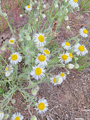 Erigeron pumilus intermedius