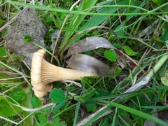 Cantharellus cibarius