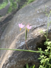 Olsynium scirpoideum