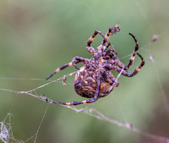Araneus angulatus