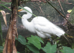 Ardea alba egretta
