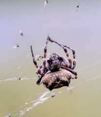 Araneus angulatus