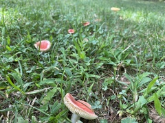 Boletaceae
