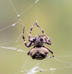 Araneus angulatus