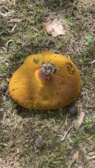 Boletaceae