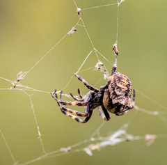 Araneus angulatus