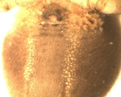Cheiracanthium punctorium